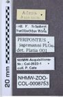 Etiketten zu Peripontius jagemanni (NHMW-ZOO-COL-0008753)